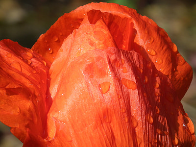 poppy flower, red, flower, blossom, bloom, closed, drop of water