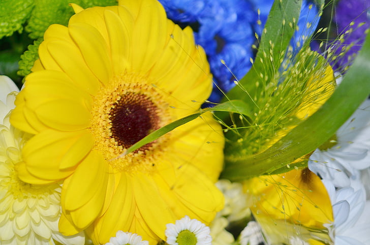 ala de sol, flor, azul, Blanco, amarillo, roseum de helipterum Rosy, verano
