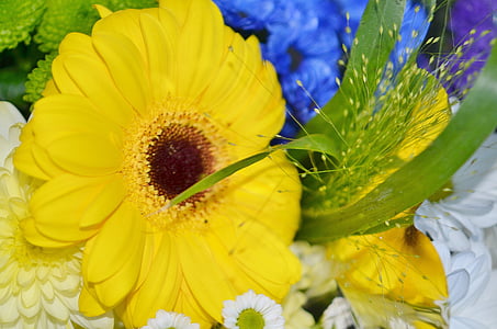 sun wing, flower, blue, white, yellow, rosy helipterum roseum, summer