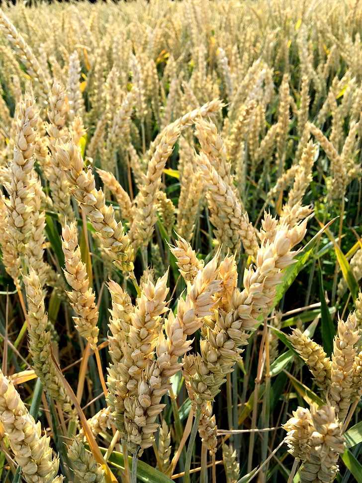 wheat, cereal grain, farming, bread, food, agriculture, nature