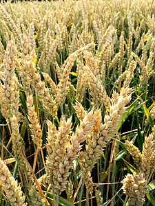 gandum, gandum sereal, pertanian, roti, Makanan, pertanian, alam