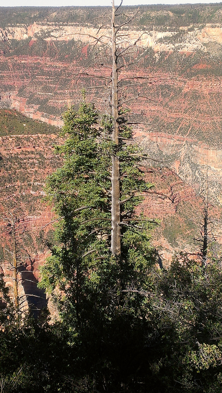 Grand canyon, osamělý strom, parku, krajina