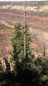 Gran Canyó, arbre solitari, Parc, paisatge