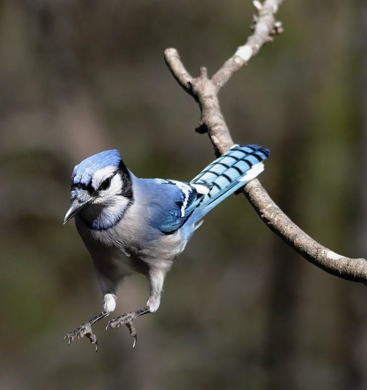 Blue jay, observación de aves, pájaro, Jay, azul, flora y fauna, rama