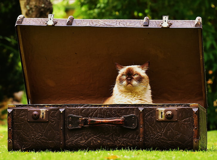 equipaje, antiguo, gato, británicos de pelo corto, gracioso, curioso, cuero