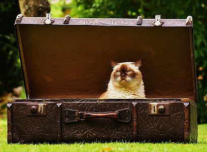 Bagāžas, antīks, kaķis, British shorthair, jautrs, ziņkārīgs, ādas