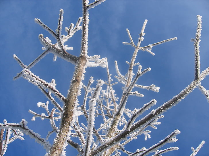 Winter, Raureif, Kälte, Frost, Baum, Blätter, Filialen