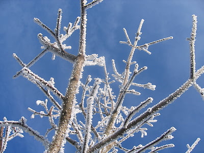 winter, hoarfrost, cold, frost, tree, leaves, branches