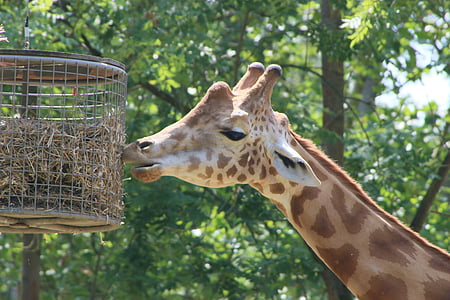 Planckendael, giraff, Zoo