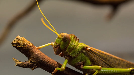 grasshopper, insect, antennae, wood, nature, giant, green