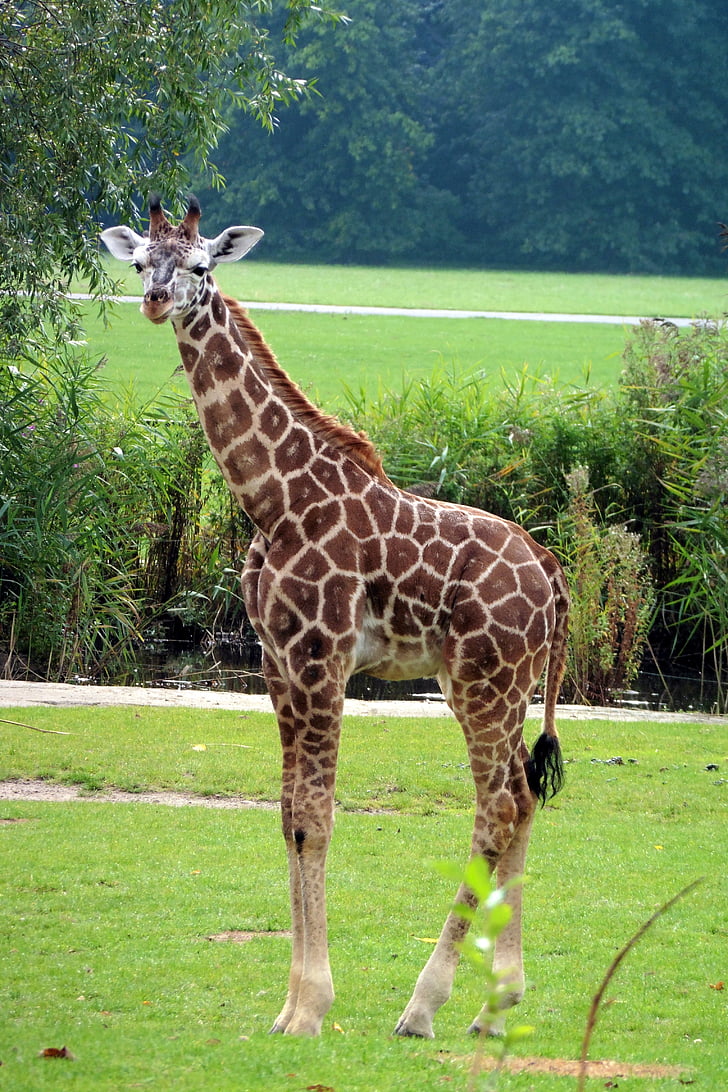 girafa, animal, zoològic, coll, tancar, patró, natura