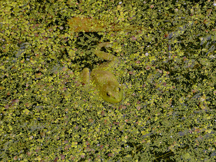 kamouflage, groda, Dölj, grön, dammen, amfibie, vatten