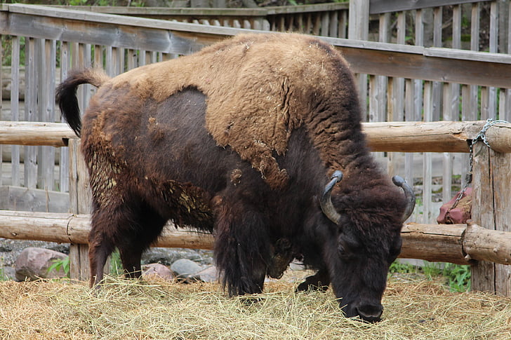 bison, Zoo, djur, vilda, naturen, Bull, Buffalo
