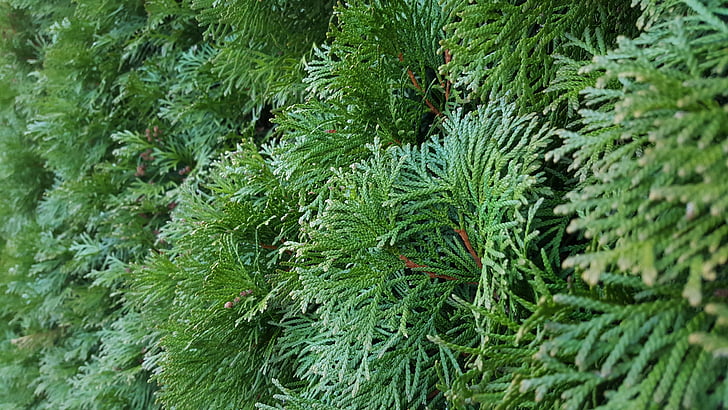Hedge, grön, Bush, trädgård, nålar