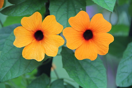 black eyed susan, thunbergia Αλατά, το καλοκαίρι, άνθος, άνθιση, λουλούδι, πορτοκαλί
