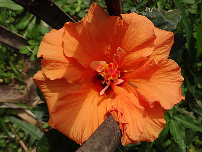 hibiscus, orange, flower, blossom, bloom, nature, plant