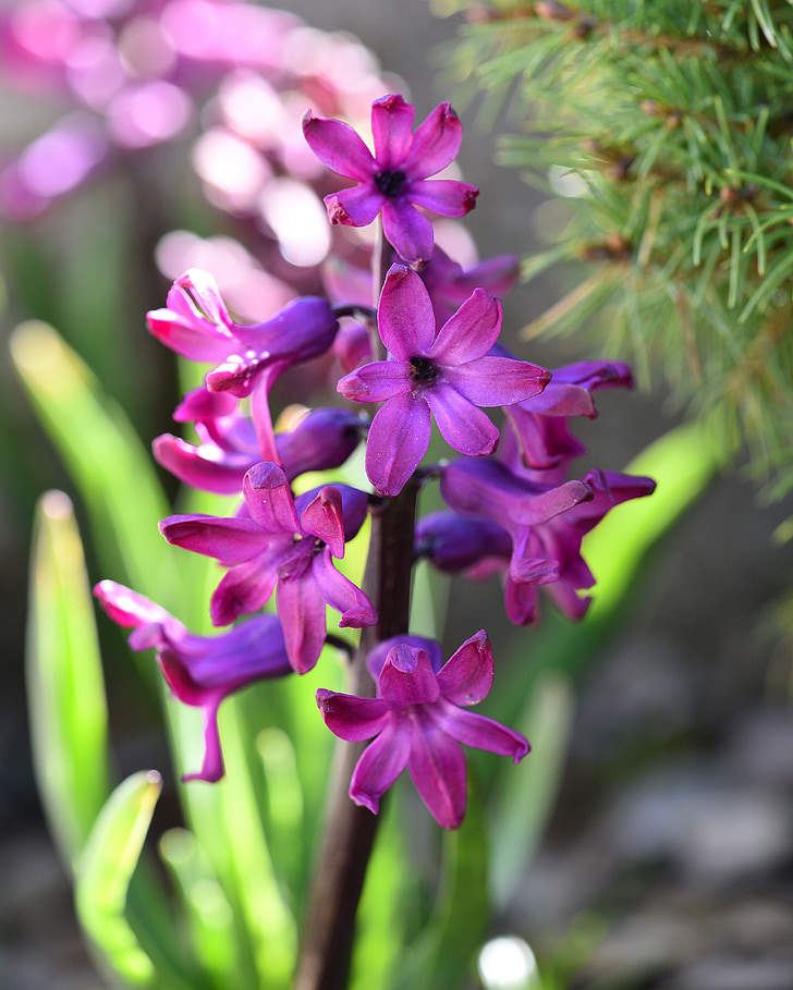 hyacinth, flower, plant, spring flower, fragrant flower, flowers, pink