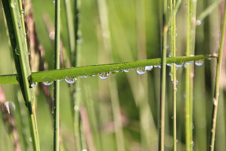 gräs, droppe vatten, grön, DROPP, grässtrå, regndroppe
