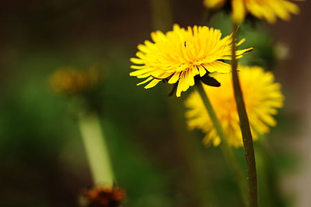 dandelion, spring, spring flower, flower, yellow, plant, nature