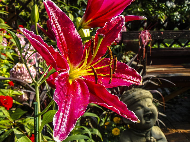 feuerlilie, flower, blossom, bloom, red