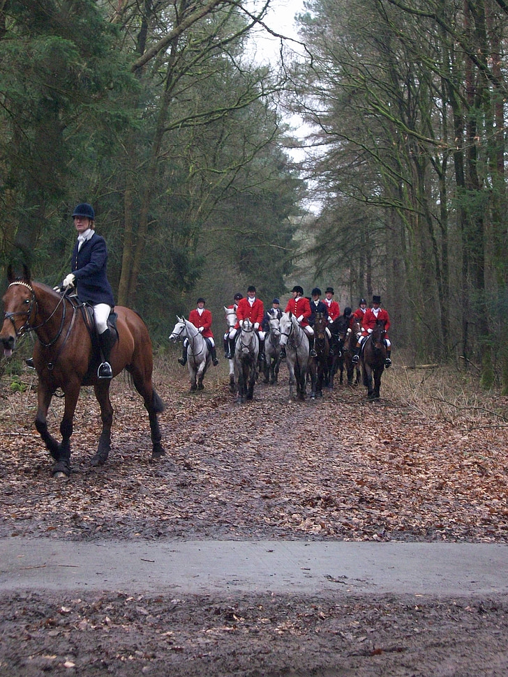 horses, hunting, forest, autumn, dogs, drag, red jackets