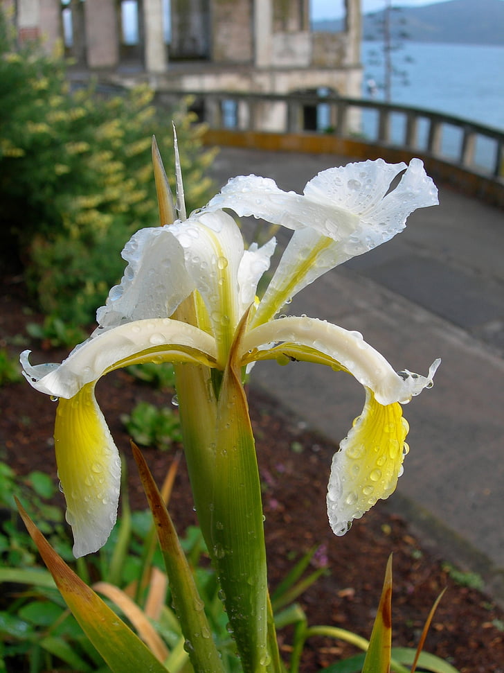 flor, iris de barbudo, flor, flor, pétalas, close-up, planta