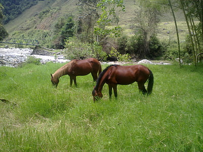 con ngựa, cỏ, cảnh quan, Prado, động vật, Bãi biển, màu xanh lá cây