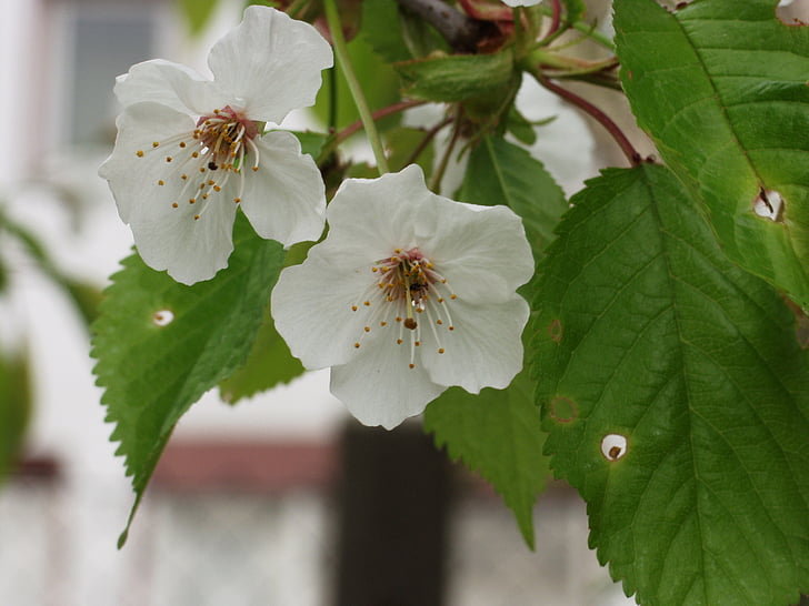 ornamental cherry, flowers, white, close, spring, garden
