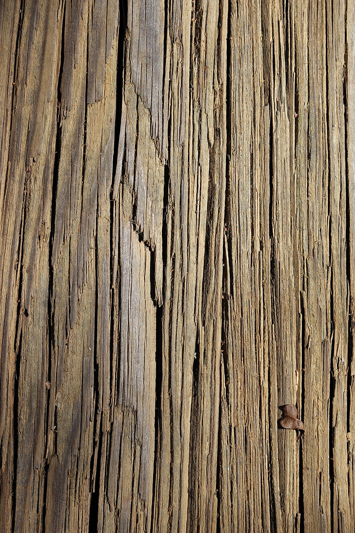textura, madera, líneas de, tan, Fondo, árbol, naturaleza
