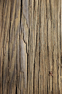 Textur, Holz, Linien, Tan, Hintergrund, Baum, Natur