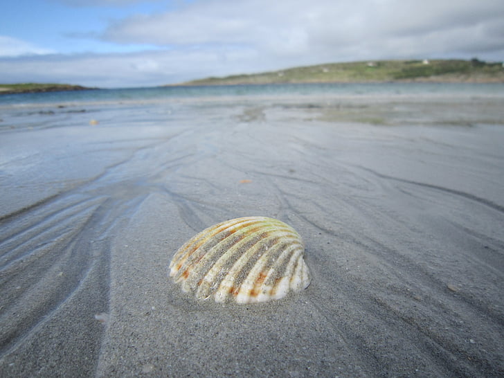 Shell, pasir, Pantai, Irlandia, laut, hewan shell, alam