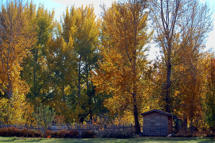 landscape, autumn, chicken coop, tree, autumn landscape
