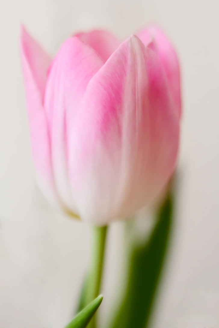 concurso, Tulipa, -de-rosa, macro, flores, flor, flor