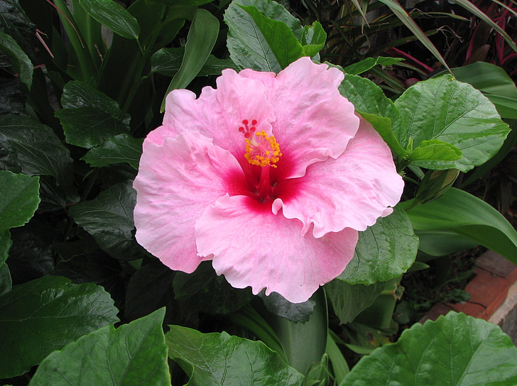 Hibiscus, Ishigaki island, hajasaared, roosa, kollane, punane, lilled