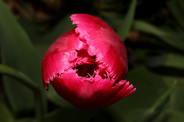 Tulip, blomst, rosa, våren