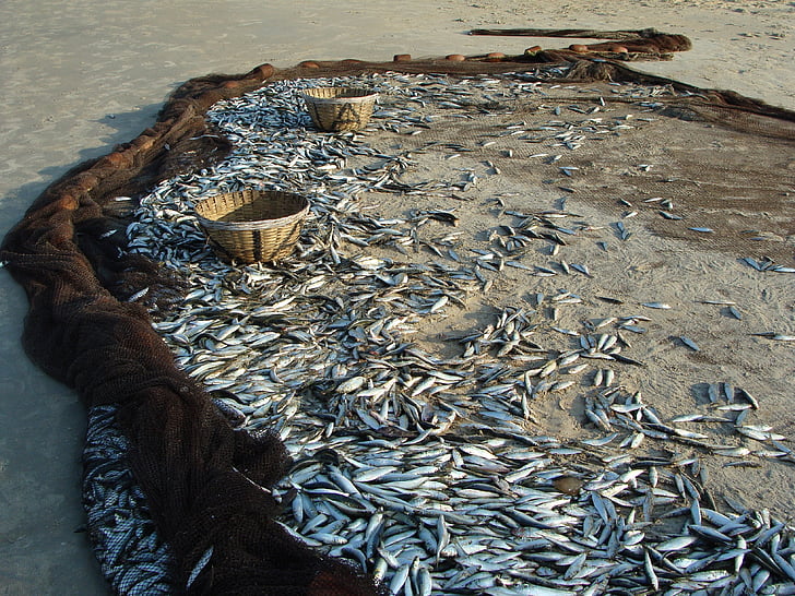 pescado, Sardina aceite India, Sardinella longiceps, pescados rayo-aletados, Sardinella, mar, captura