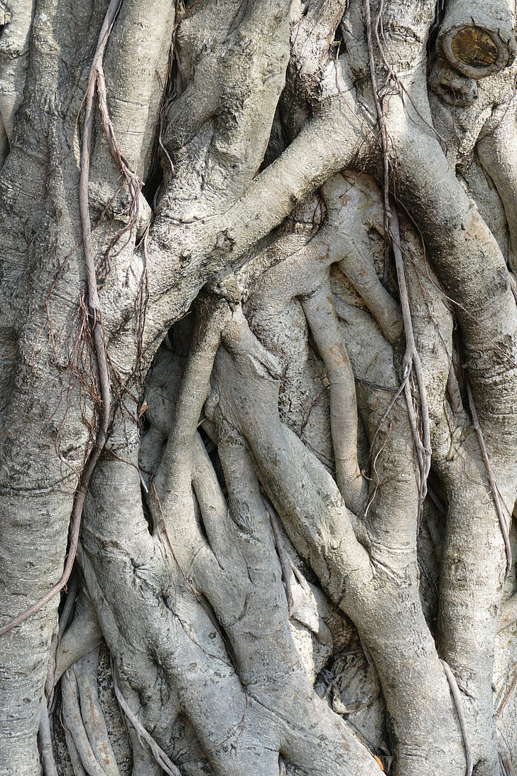 tree, root, nature, tree root, log, devoured, taiwan