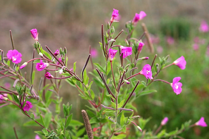 Epilobium, Hoa, Meadow, Wild flower, bảo tồn thiên nhiên