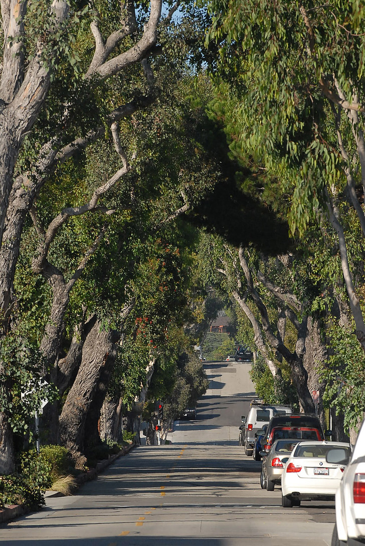 Street, trær, tunnelen, California, grønn, tett