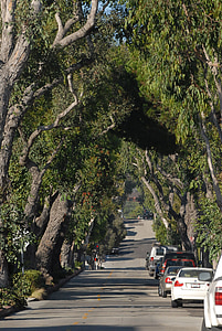 utca, fák, alagút, California, zöld, sűrű