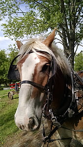 Amish, paard, boerderij, platteland, County, schuur, dier
