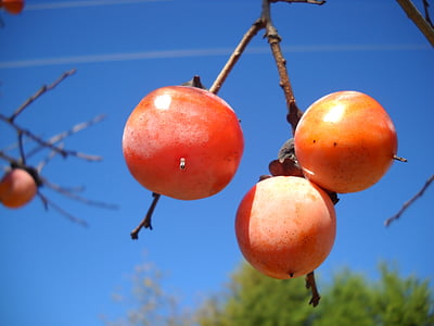 persimon, frukt, hösten, Orange, faller