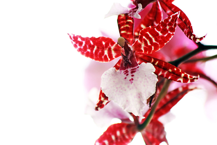 red, pink, orchid, flower, white, the gentle, petals