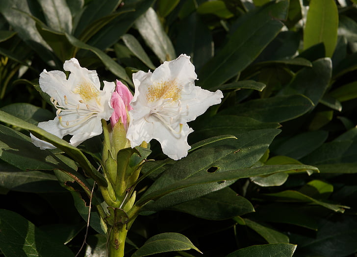 Rhododendron, Rhododendron hirsutum, Blüte, Bloom, Frühling