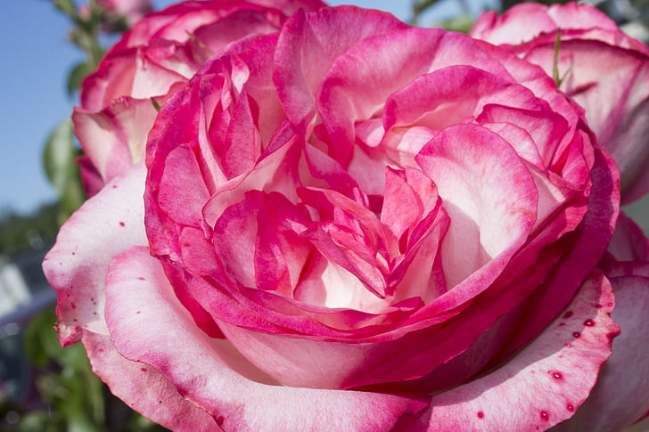 Rosa, multicolor, flor, flor, natura, pètal, flor