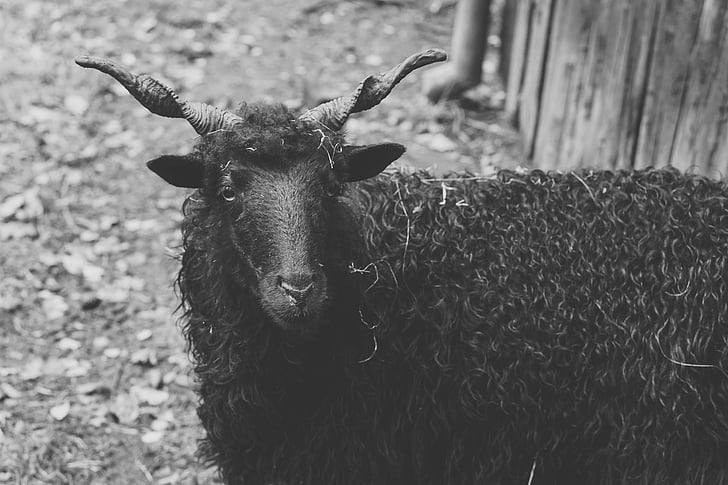 lampaat, musta, sarvet, musta lammas, villaa, eläimet, eläinten