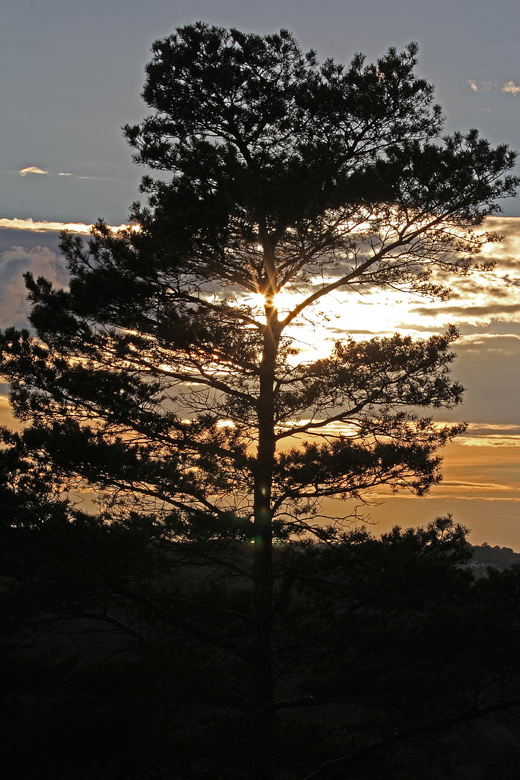 tree, pine, evening sun, evening, abendstimmung, evening sky, sunset