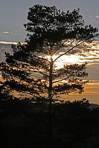 дерево, сосна, вечернее солнце, Вечер, abendstimmung, вечернее небо, Закат