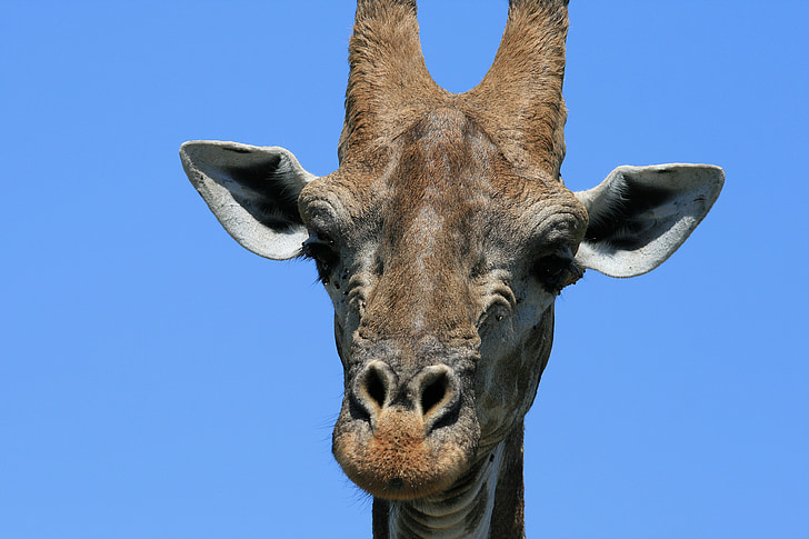 girafa, animal, joc, responsable, cara, detall, tancar