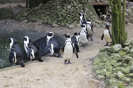 penguin, hitam dan putih, air, burung